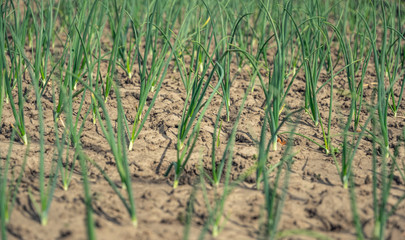 Fresh green sprout of garlic and onions on a garden bed. Organic food