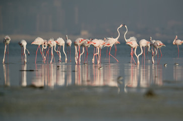 Fototapeta premium Greater Flamingos at Eker Creek, Bahrain