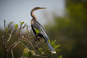 great blue heron on a tree of the river, Pantanal, Brazil