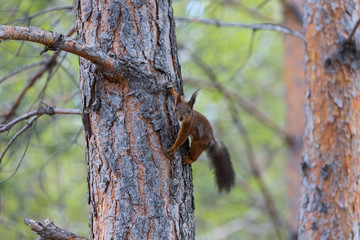 Red squirrel on a tree trunk. Animal in the wild.