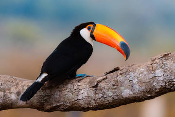 close up of a toucan perched on a large branch