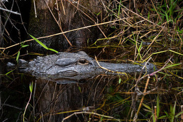 Wild American Alligator sitting on top of marsh waterway at Okefenokee wildlife refuge in Georgia.