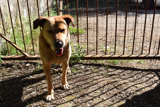 Cane di taglia media femmina dal pelo bruno