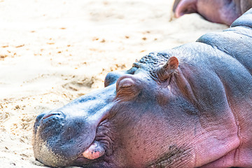 Hippo is resting in the sun