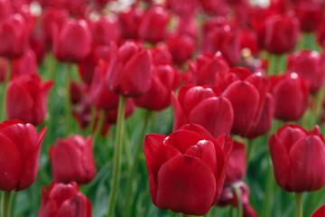 Fototapeta premium Red-burgundy tulips in the flowerbed