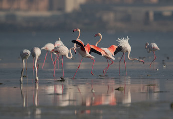 Greater Flamingos at Aker creek, Bahrain