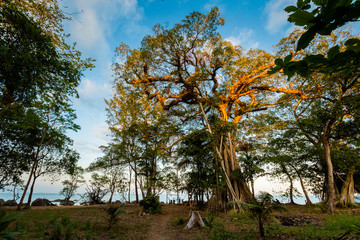 Fototapeta premium Jungle on Mot island Phu Quoc