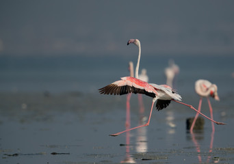 Obraz premium Greater Flamingos at Aker creek, Bahrain