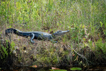 American Alligator basking on wetland waterway in Okefenokee wildlife refuge in Georgia.