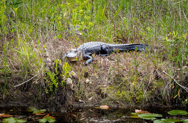 American Alligator basking on wetland waterway in Okefenokee wildlife refuge in Georgia.