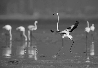 Greater Flamingo landing, Bahrain
