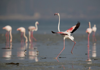 Greater Flamingo landing at Aker creek, Bahrain