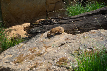 Lurking mongoose resting on the stone.
