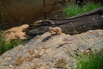 Lurking mongoose resting on the stone.