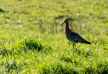 black-tailed godwit in the grass