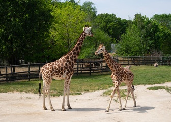 Giraffes are waiting for food.