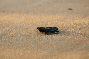 Hatchling baby loggerhead sea turtle (caretta caretta) crawling  to the sea after leaving the nest at the beach  Praia do Forte on Bahia coast, Brazil