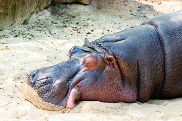 Fototapeta premium Hippo is resting in the sun
