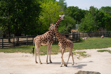 Giraffes are waiting for food.