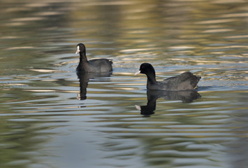 Coots swimming in Tubli bay, Bahrain