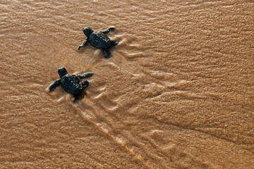 Cute hatchling baby loggerhead sea turtle (caretta caretta) crawling  to the sea after leaving the nest at the beach Praia do Forte on Bahia coast, Brazil, with footprints on the sand, top view