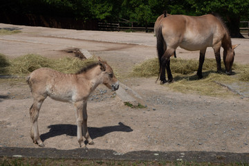 Cub of Przewalski's horse with parents.