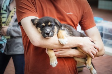 puppy lounging in someone's arms