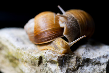 Burgundy snail, Helix pomatia on a limestone isolated over black background