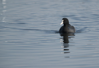 Coot swimming in Tubli bay, Bahrain