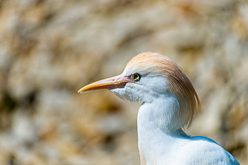Bird with yellow feathers on head