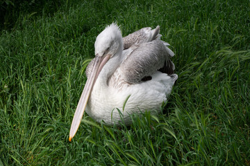 The pelican cleans its feathers in grass.