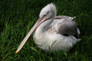 The pelican cleans its feathers in grass.