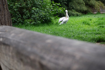 The pelican cleans its feathers in grass.