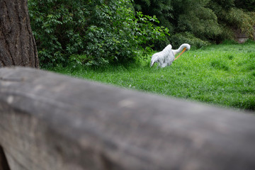 The pelican cleans its feathers in grass.