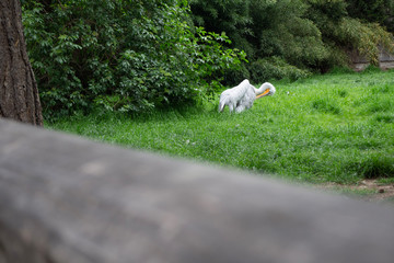 The pelican cleans its feathers in grass.