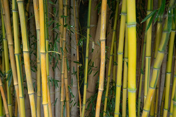 The green bamboo background