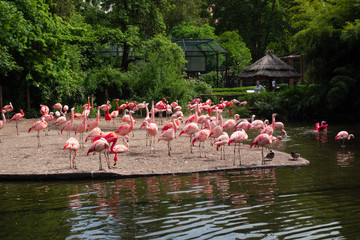 A flock of flamingos feeds.