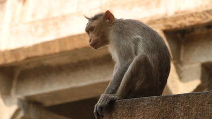monkey temple 