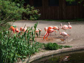 A flock of flamingos feeds.