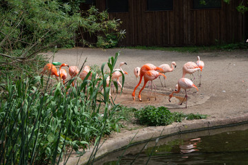 A flock of flamingos feeds.