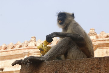 monkey eating 