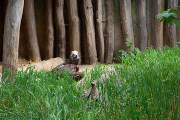 Bird of prey in the grass.