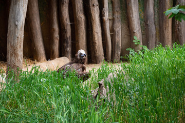 Bird of prey in the grass.