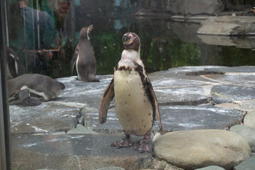 Humboldt's penguins in the exhibition