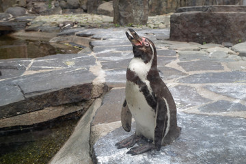 Humboldt's penguins in the exhibition