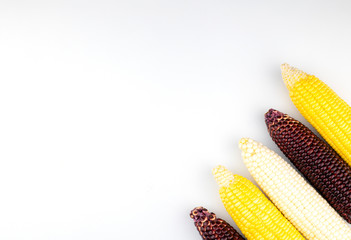 Variety of fresh corn pods, isolated on a white background with copy space.