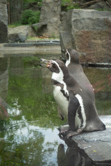 Humboldt's penguins in the exhibition