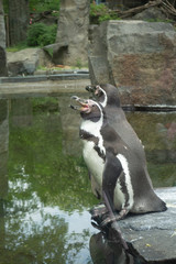 Humboldt's penguins in the exhibition