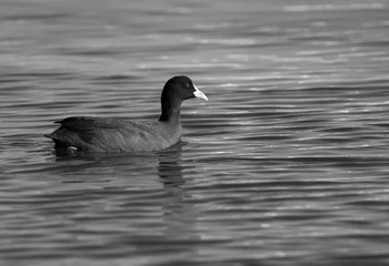 Coot in Tubli bay, Bahrain
