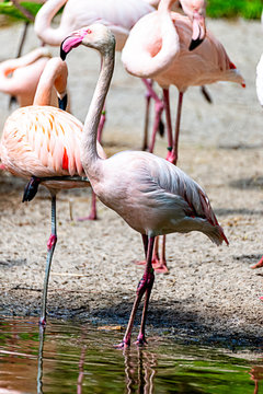 Flamingo strides through his territory